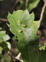 Acariformes