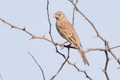 Emberiza buchanani