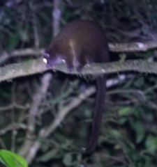 Hemibelideus lemuroides