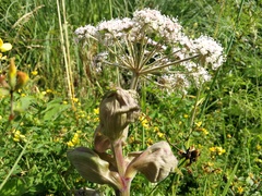 Angelica sylvestris