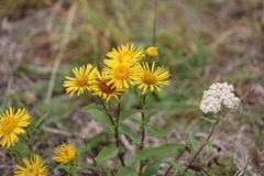 Pentanema britannica