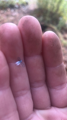 Prociphilus tessellatus