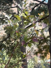 Vaccinium corymbosum