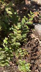 Hypericum androsaemum