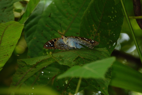 Photo of Common Archduke (Lexias pardalis)