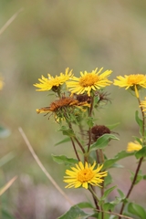 Pentanema britannica