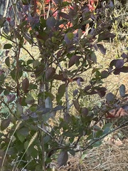 Vaccinium corymbosum