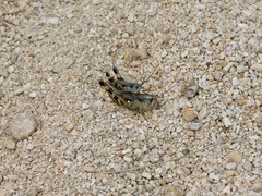 Boopedon flaviventris