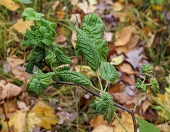 Phylloplecta tripunctata