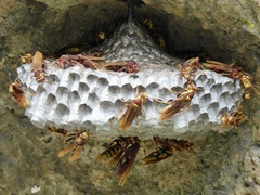 Polistes major