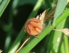 Homaemus