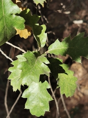 Quercus ithaburensis