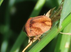 Homaemus