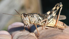 Melanoplus ponderosus