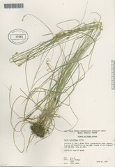 Carex retroflexa