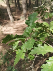 Quercus ithaburensis