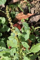 Amaranthus blitum