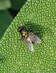 Neomyia cornicina