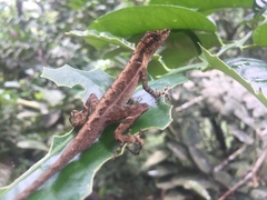 Anolis granuliceps