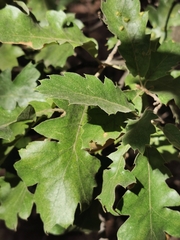 Quercus ithaburensis