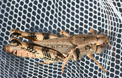 Melanoplus ponderosus