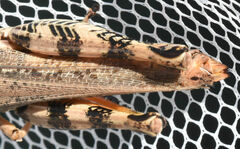 Melanoplus ponderosus
