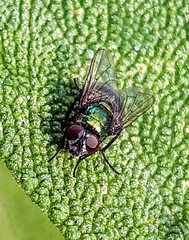 Neomyia cornicina