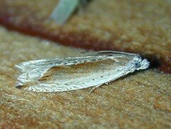 Ancylis diminuatana