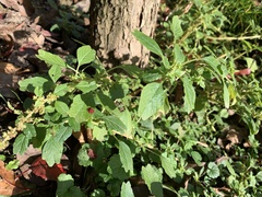 Amaranthus blitum
