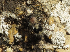 Dasylabris lugubris