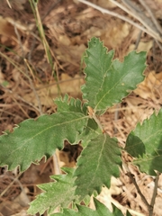 Quercus ithaburensis