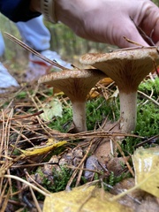 Paxillus