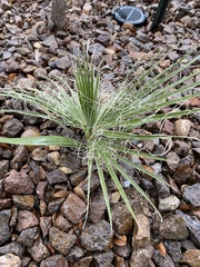 Washingtonia robusta