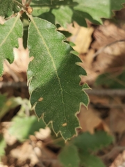 Quercus ithaburensis