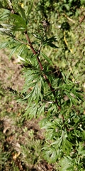 Artemisia vulgaris