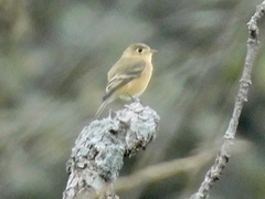 Empidonax fulvifrons