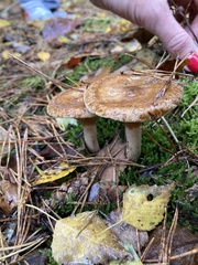 Paxillus