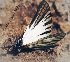 Graphium mandarinus paphus