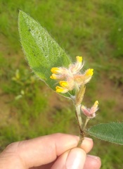 Eriosema pellegrinii