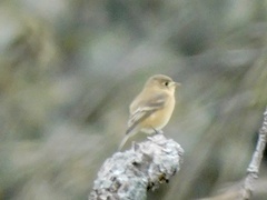 Empidonax fulvifrons