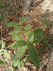 Quercus ithaburensis
