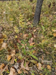 Solidago hispida