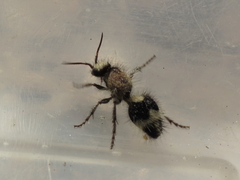 Dasylabris lugubris