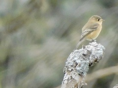 Empidonax fulvifrons