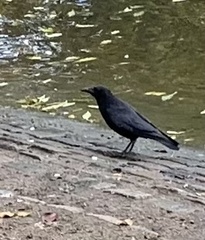 Corvus corone