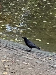 Corvus corone