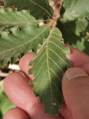 Quercus ithaburensis