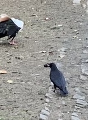Corvus corone