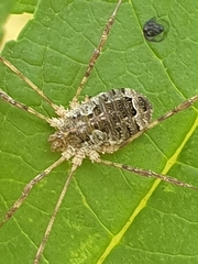 Lacinius dentiger