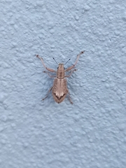 Airosimus fasciger